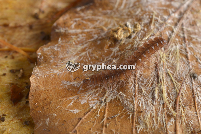Polydesme (myriapode) - gryphea.com